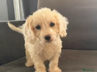 Cockapoo dogs Ready to leave ! 10 beautiful cockapoos - Advert 9