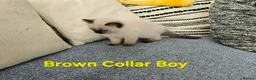 Ragdoll cats for sale: Beautiful ragdolls - Advert 27