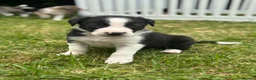 Border Collie dogs for sale: Working Border collie puppies  - Advert 20