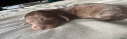 Miniature Dachshund dogs for sale: Long hair miniature dachshund  - Advert 3