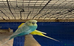 Budgerigars birds for sale: 3 pairs of budgies, searching for new homes  - Image 9