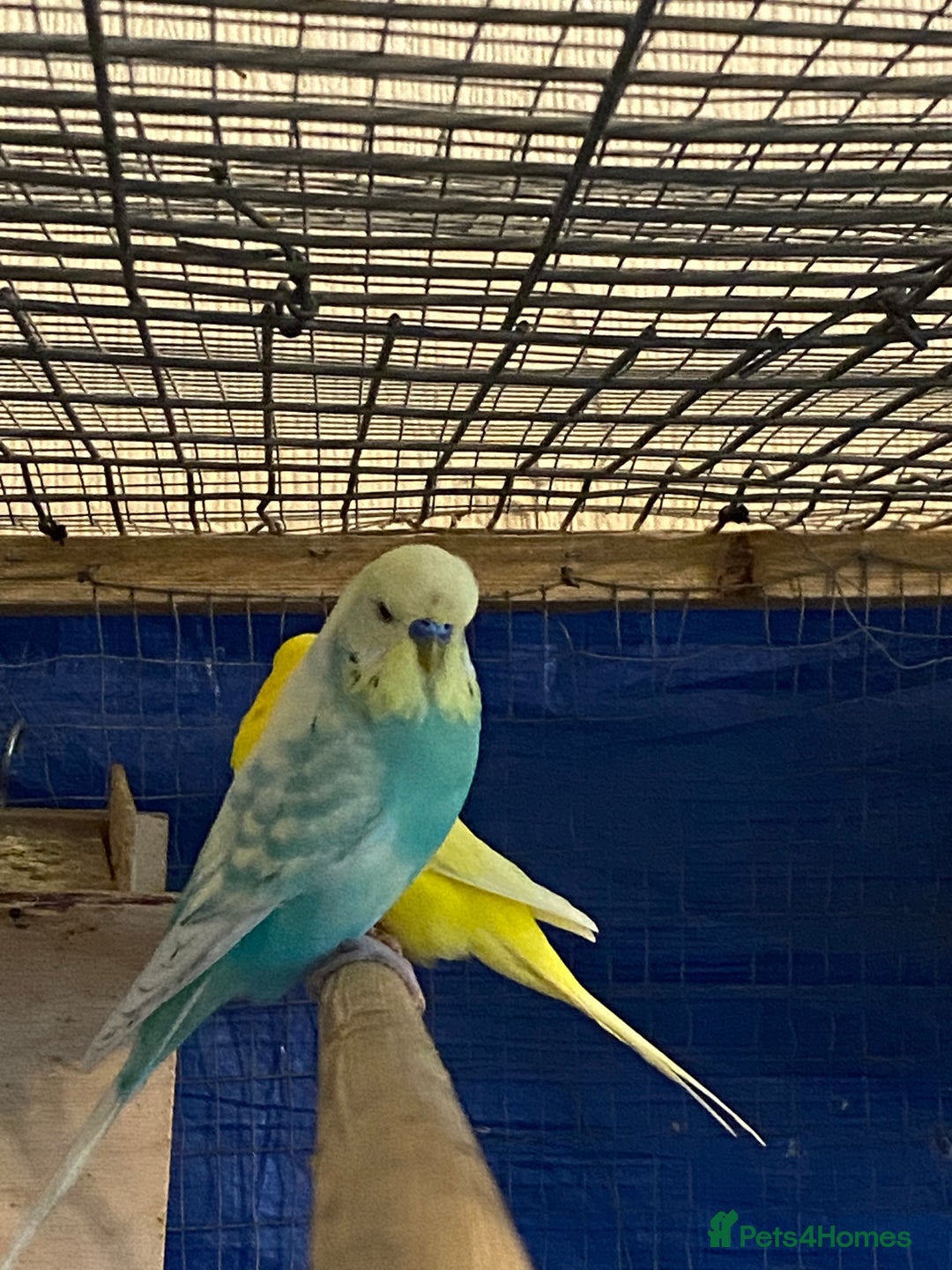 Budgerigars birds for sale: 3 pairs of budgies, searching for new homes  - Image 9