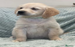 Golden Retriever dogs for sale: Quality Litter Of KC Reg Golden Retriever Puppies  - Image 37