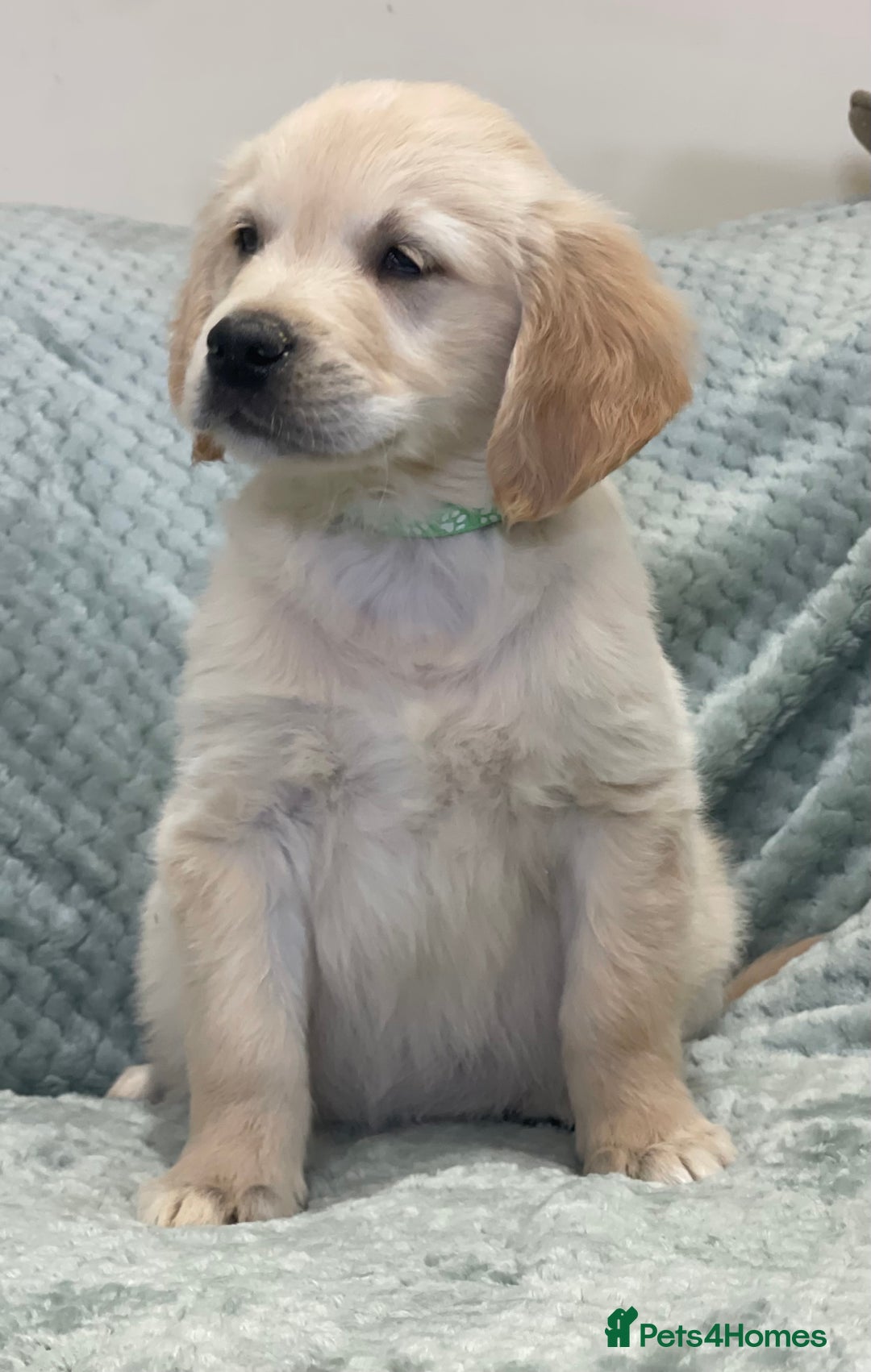 Golden Retriever dogs for sale: Quality Litter Of KC Reg Golden Retriever Puppies  - Image 37