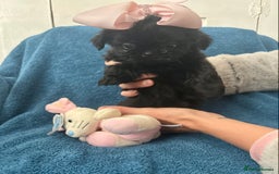 Shih Tzu dogs for sale: Beautiful Shih-zu puppies mixed colours ready soon - Image 4
