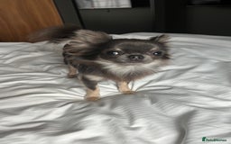 Chihuahua dogs for stud: 1.8kg TikTok star STUD DUTIES ⭐️ - Image 8