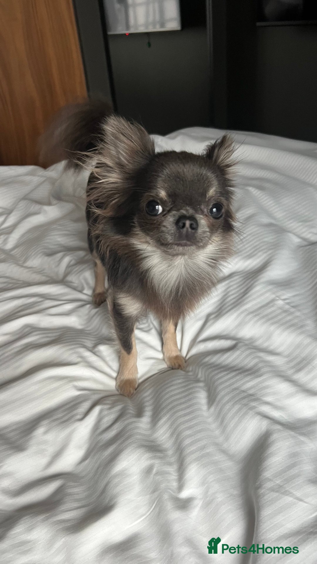 Chihuahua dogs for stud: 1.8kg TikTok star STUD DUTIES ⭐️ - Image 8