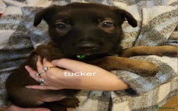 Belgian Shepherd Dog dogs for sale: Belgian malinois puppies  - Image 6