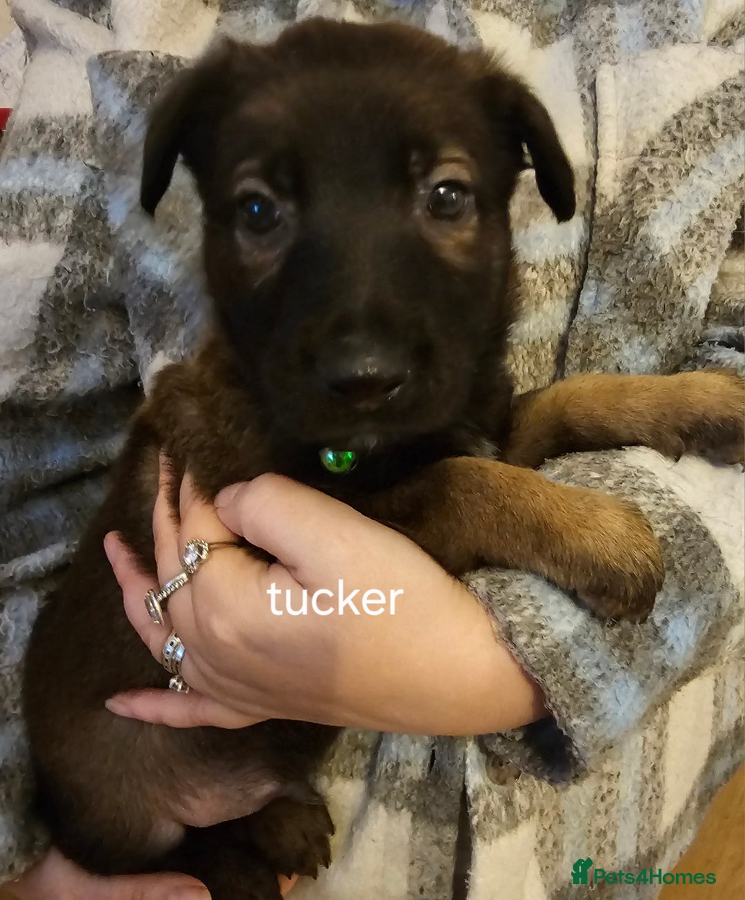 Belgian Shepherd Dog dogs for sale: Belgian malinois puppies  - Image 6