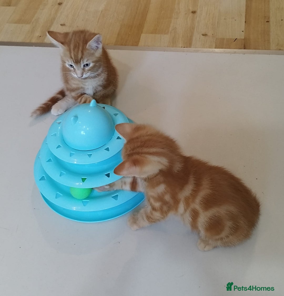 Mixed Breed cats for sale: Amazing, beautiful kittens 3 boys, 2 girls - Image 4