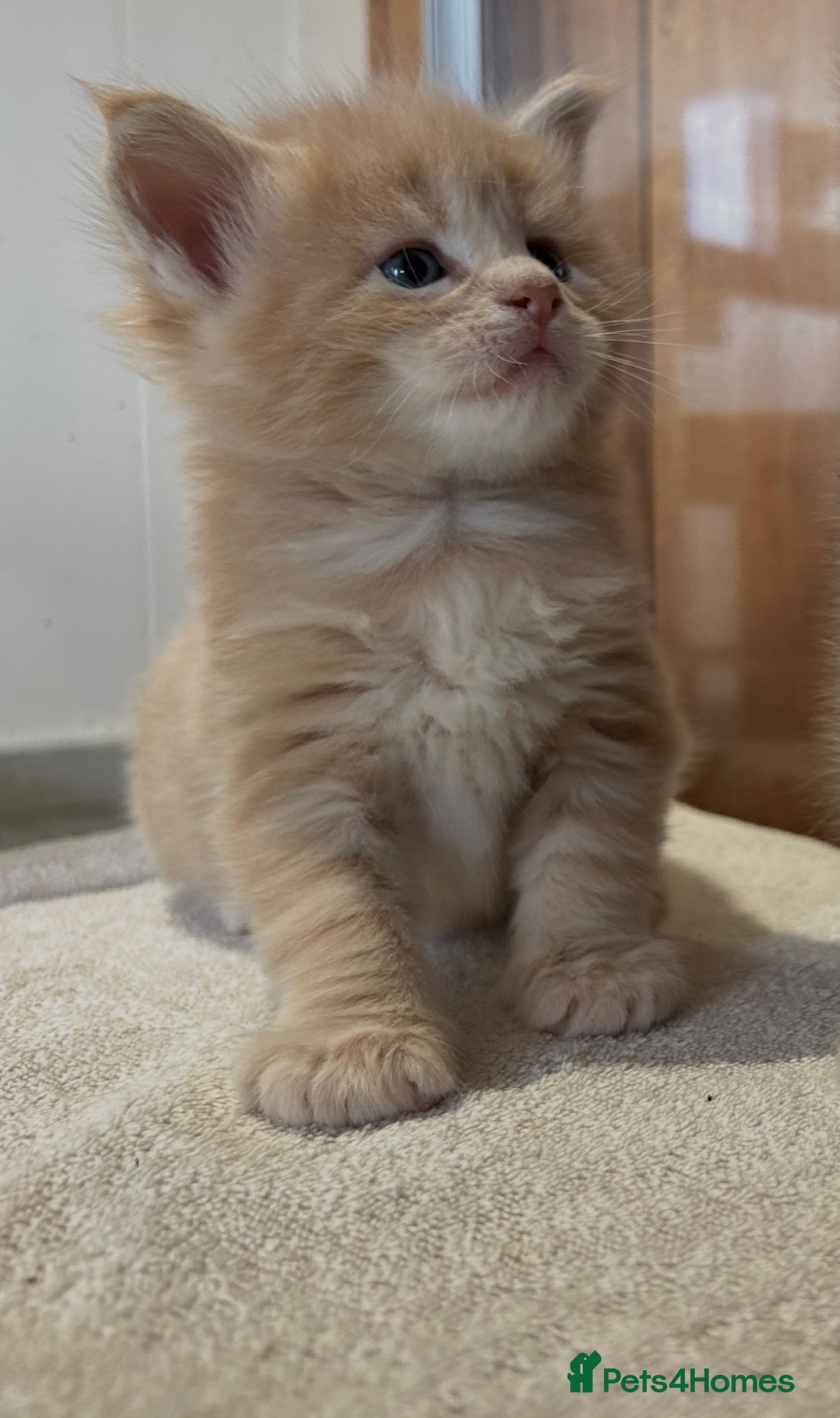 Maine Coon cats First kittens of GCCF Maine coon Champ for sale  - Advert 2