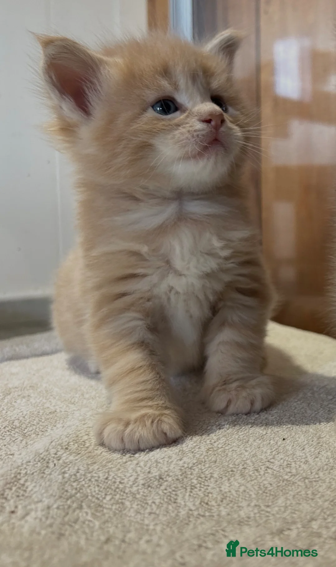 Maine Coon cats for sale: First kittens of GCCF Maine coon Champ for sale  - Advert 2