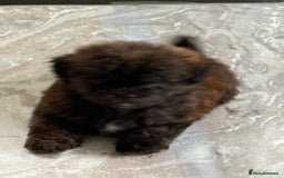 Shihpoo dogs for sale: Shih Tzu X poodle X Shihpoo - Image 25