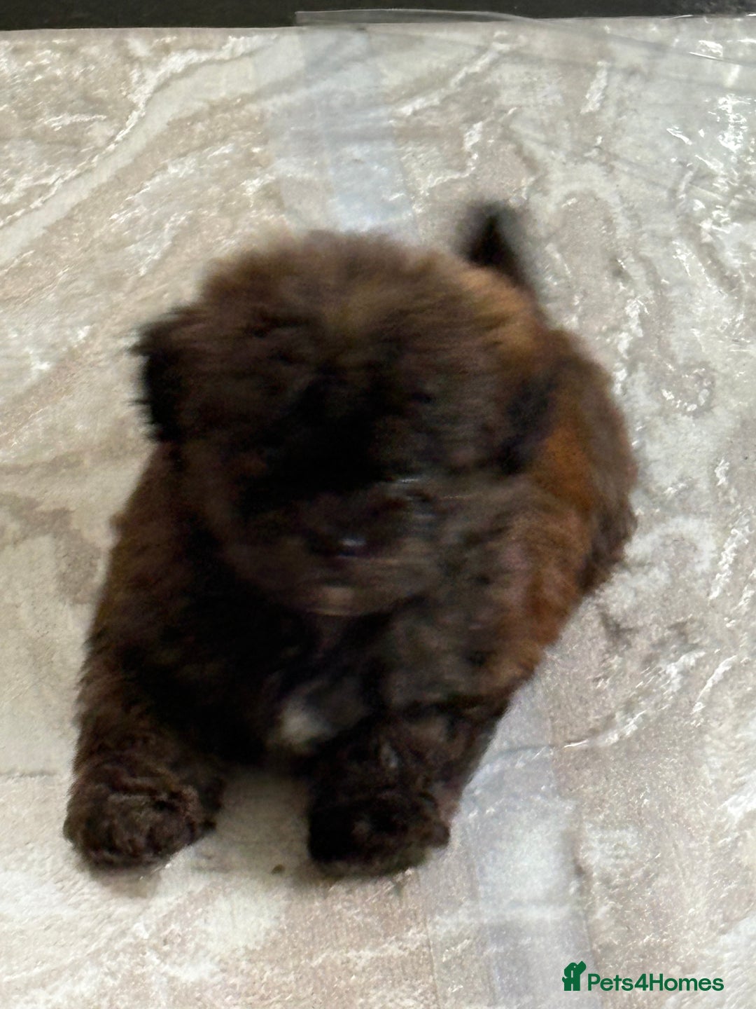 Shihpoo dogs for sale: Shih Tzu X poodle X Shihpoo - Image 25