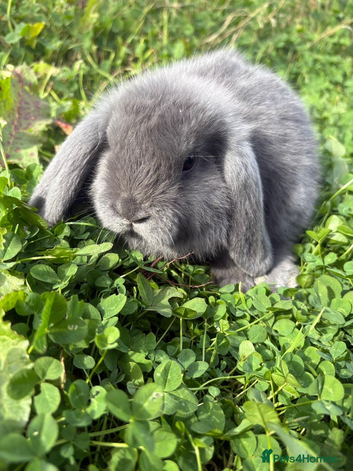 Mini Lop rabbits Baby Mini Lops - Advert 22