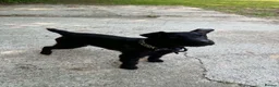 Patterdale Terrier dogs for sale: Male patterdale terrier - Advert 3