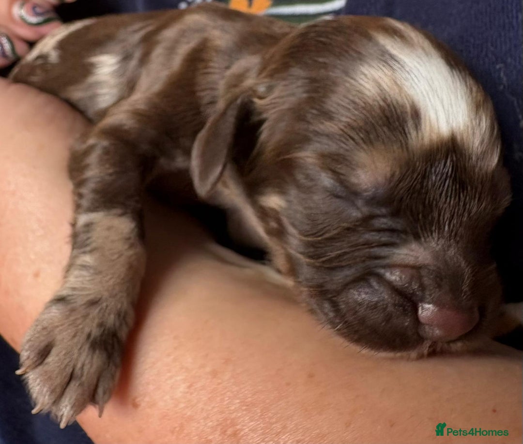 Cocker Spaniel dogs for sale: Cocker Spanial Puppies - Image 10