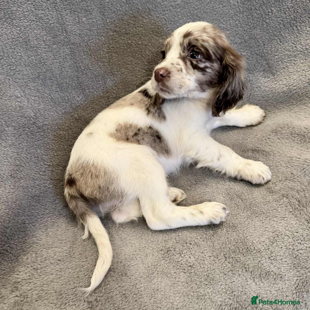 Sprocker dogs for sale: **LAST PUP** Beautiful Sprocker pups - Advert 2