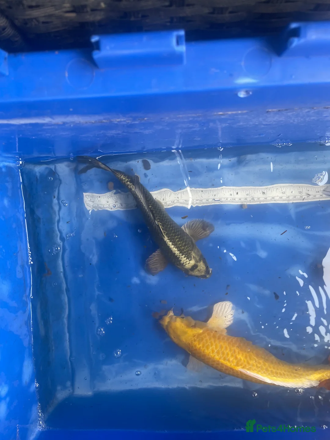 Koi Carp fish for sale: Koi carp and butterfly koi  - Advert 23