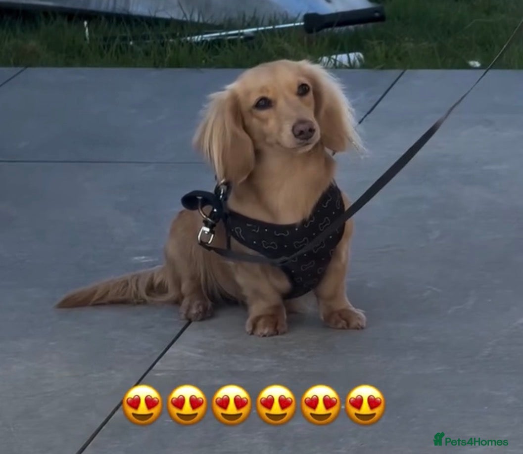 Miniature Dachshund dogs Cream long haired dachshund  - Advert 4