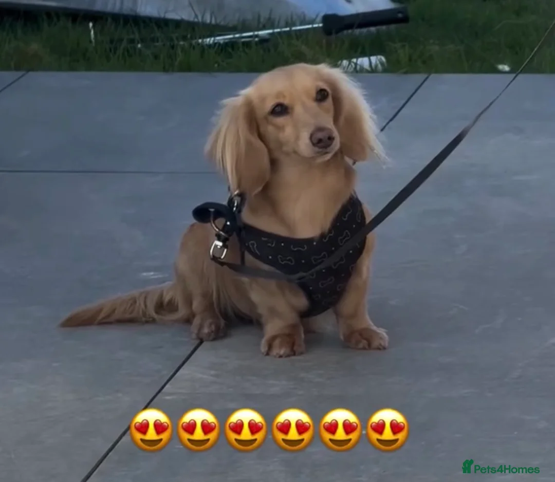 Miniature Dachshund dogs for sale: Cream long haired dachshund  - Advert 1