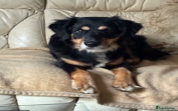 Mixed Breed dogs for adoption: Sweet Bubu Looking For Love  - Image 5