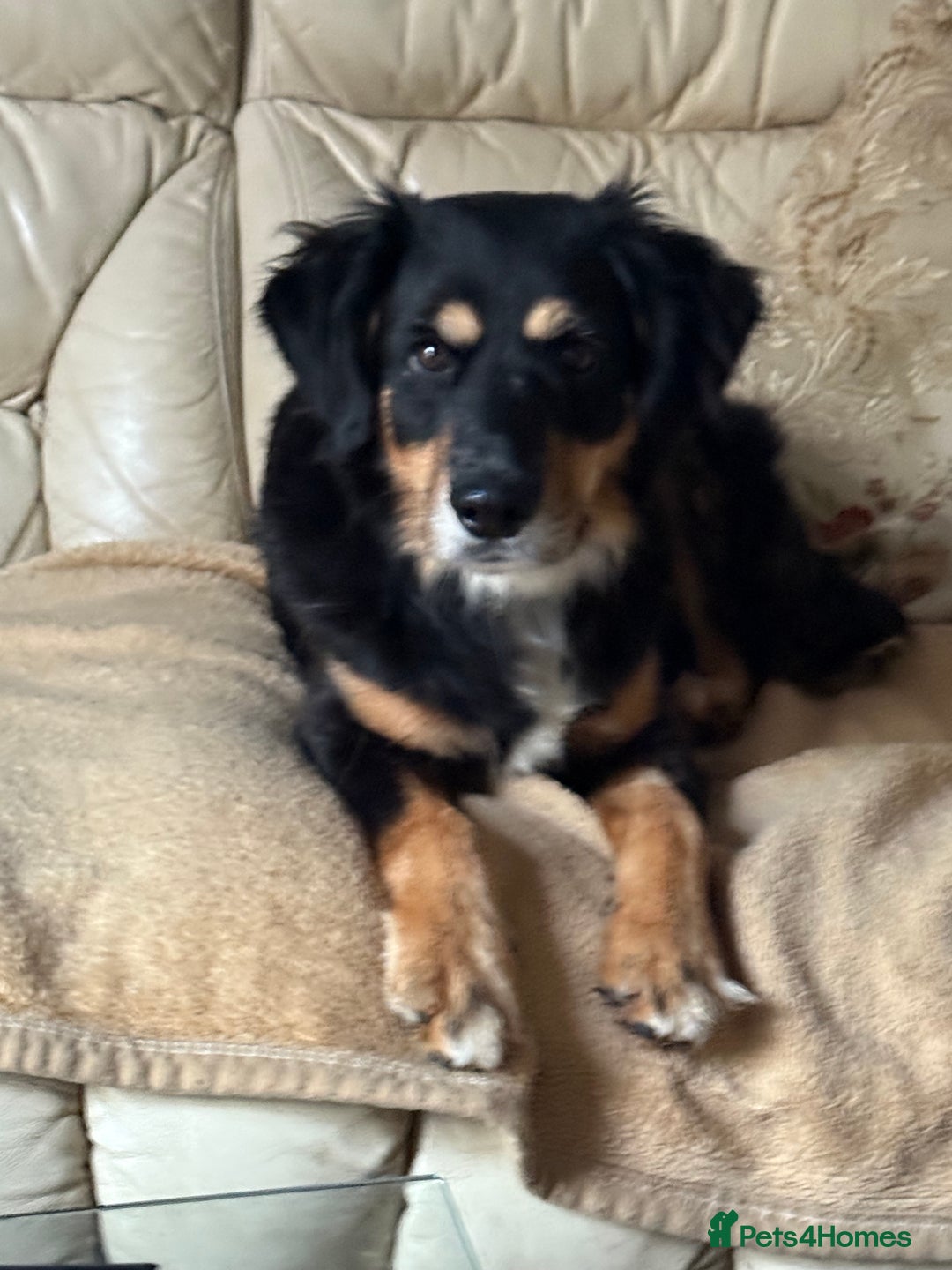 Mixed Breed dogs for adoption: Sweet Bubu Looking For Love  - Image 5