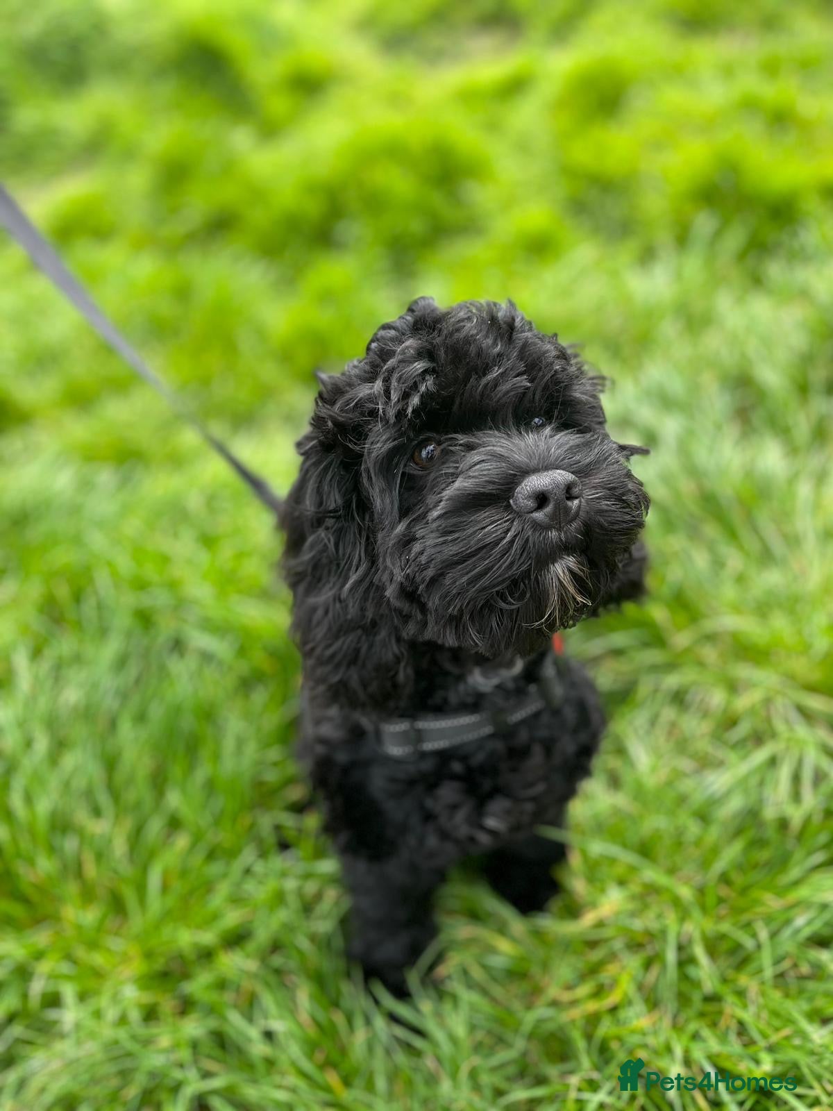 Cockapoo dogs for sale: 🐾 Meet Milo - A happy, loving cockapoo - Advert 2