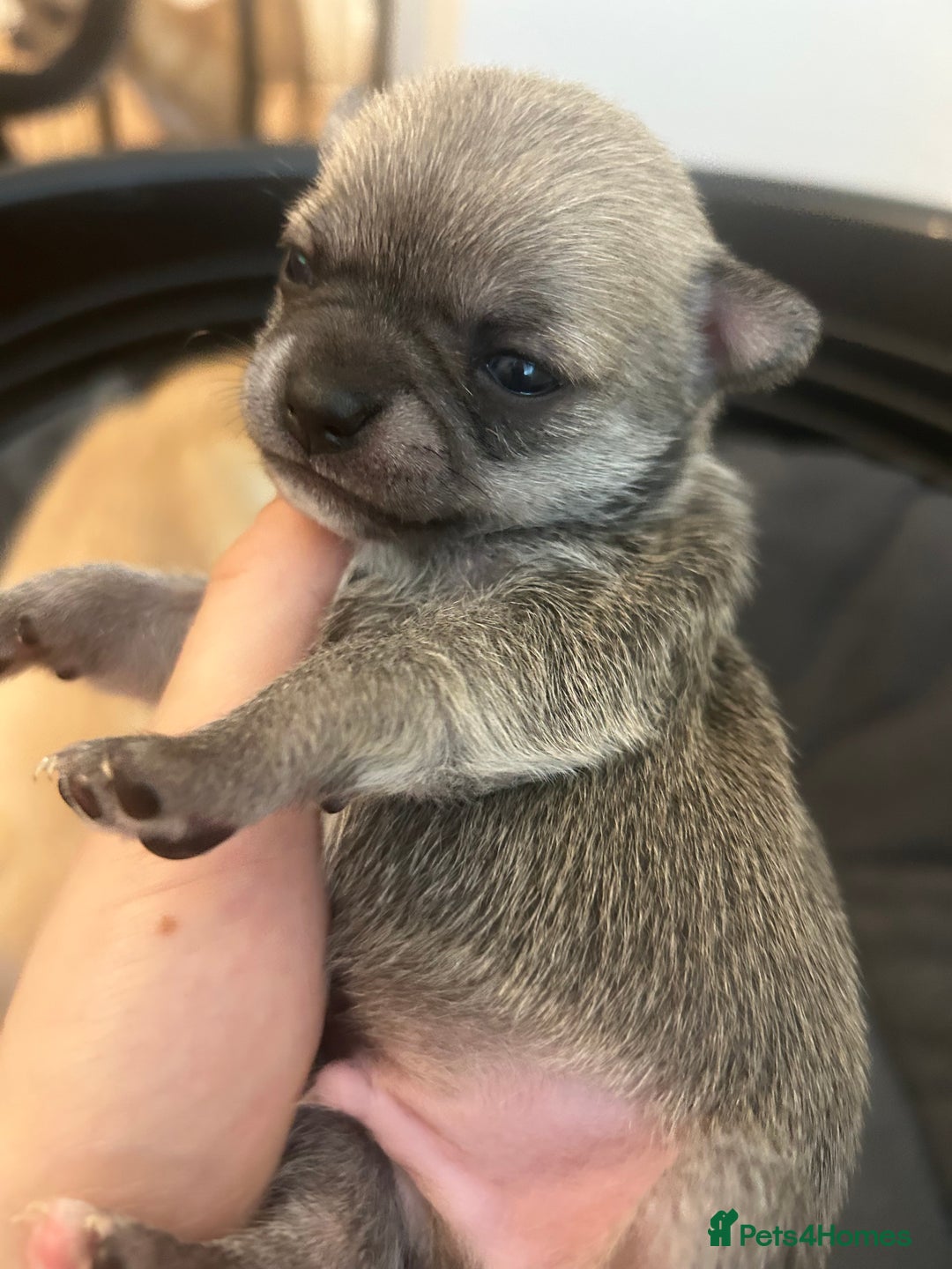 Chihuahua dogs for sale: Stunning smooth coat chihuahua puppies  - Image 2
