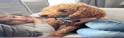 Toy Poodle dogs for sale: KC registered Toy Poodle Boy - Advert 2