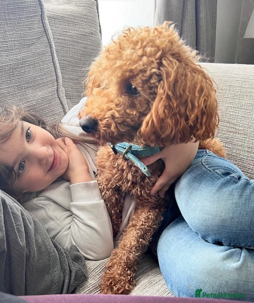 Toy Poodle dogs for sale: KC registered Toy Poodle Boy - Advert 2