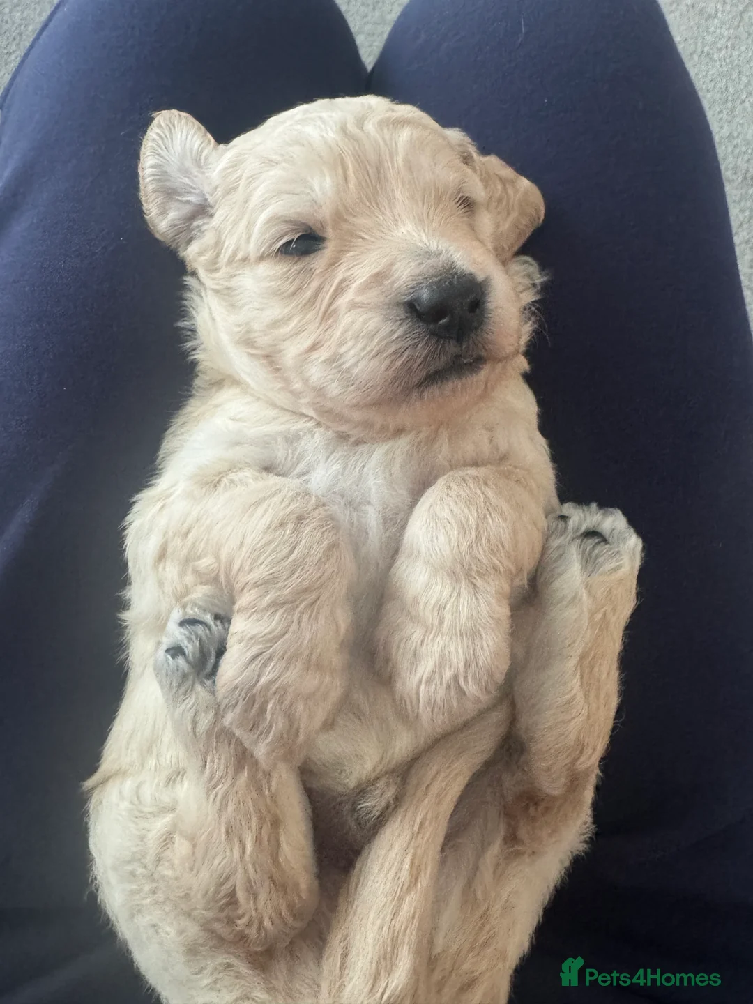 Goldendoodle dogs for sale: F1 Golden Doodles  - Advert 15