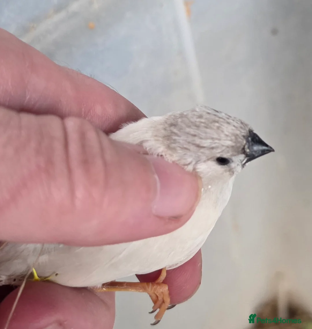Finches birds for sale: ZEBRA FINCHES FOR SALE  - Advert 2