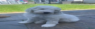 Australian Labradoodle Puppy 4