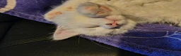 Maine Coon cats for sale: Male maine coon kitten for sale  - Advert 5