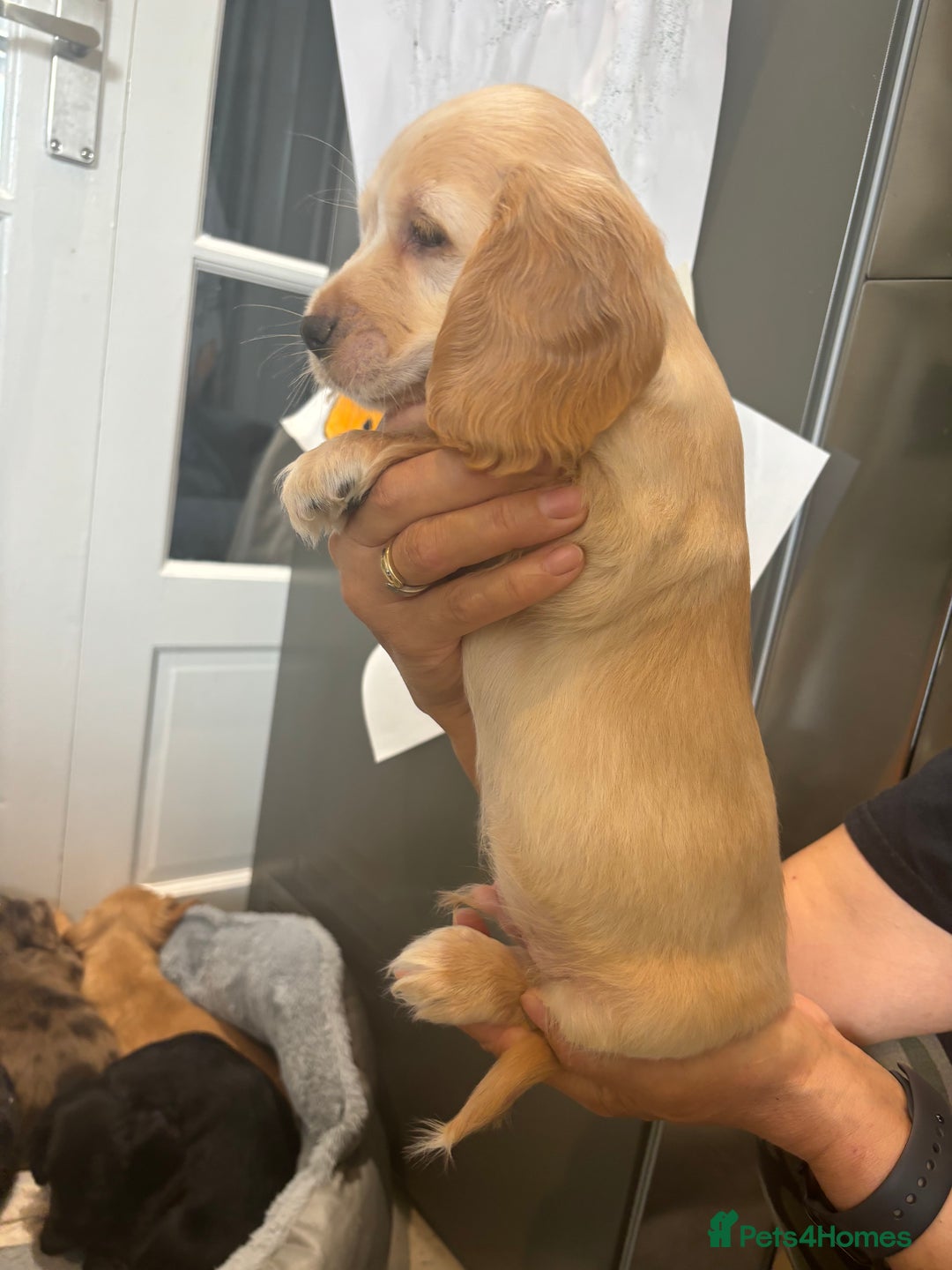 Cocker Spaniel dogs for sale: Cute show type very rare colours dna health tested - Image 13