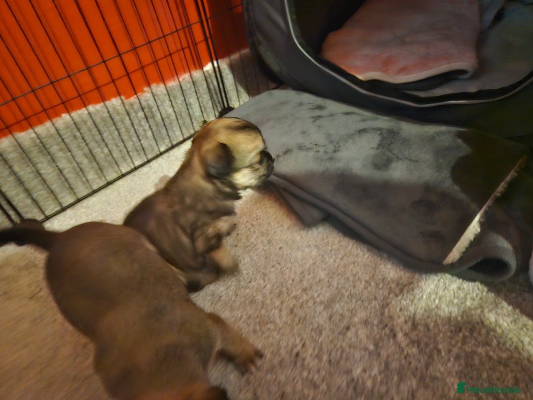 Chihuahua dogs for sale: 2x 13 old week beautiful Chihuahua Pups for sale  - Advert 30