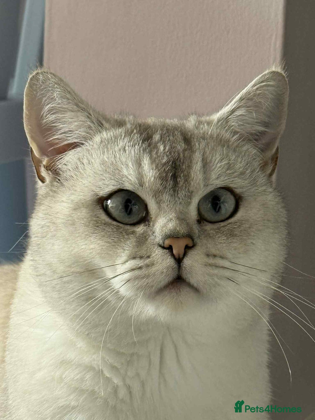British Shorthair cats for stud: British short heer - Image 5