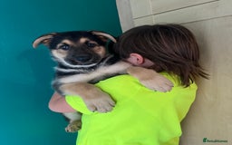 German Shepherd dogs for sale: German Shepherd Puppies  - Image 10
