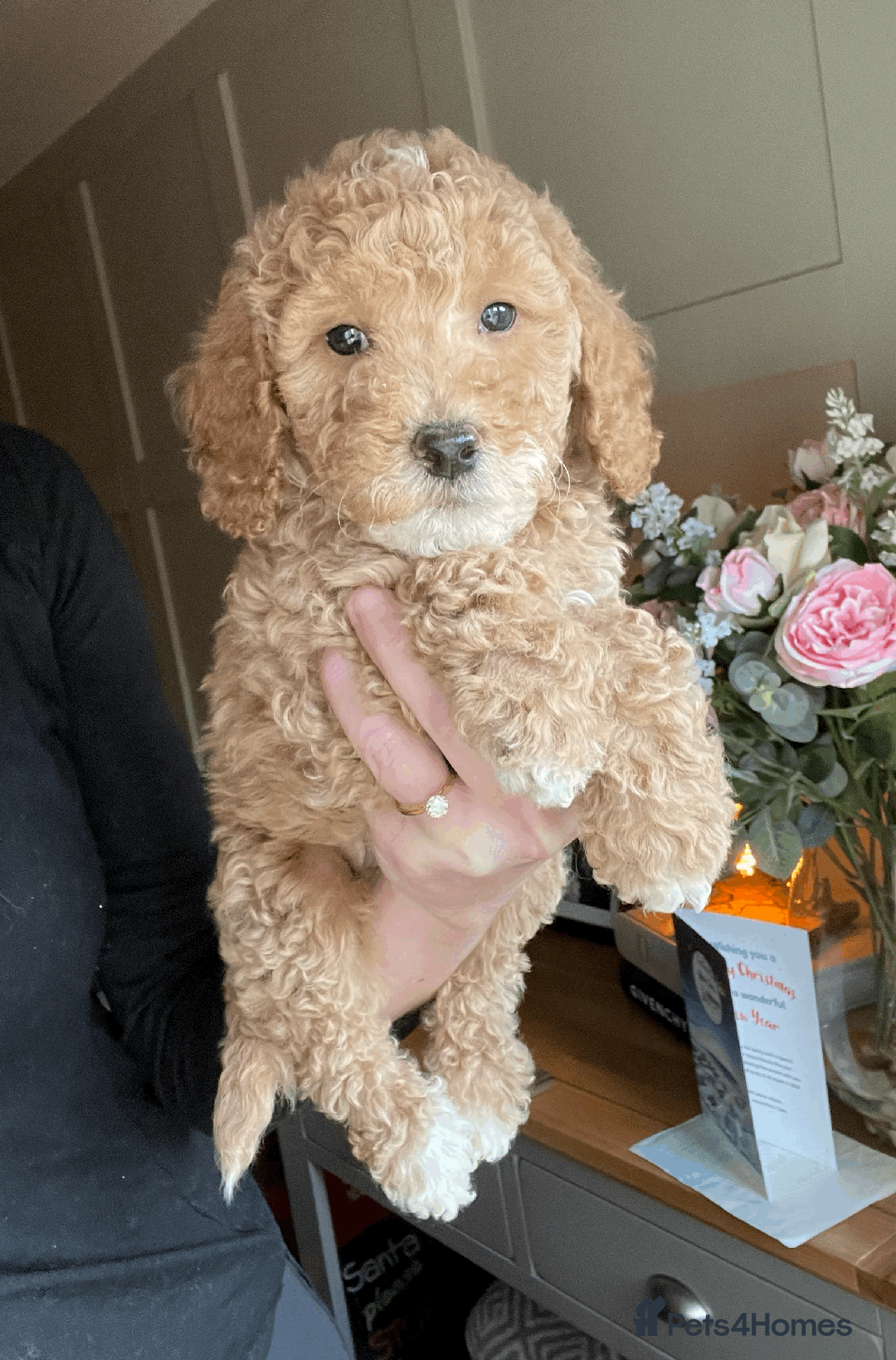 Cockapoo dogs for sale: F1b TOY COCKAPOO PUPS - DNA Health Tested!! - Advert 13
