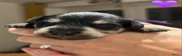 Miniature Schnauzer dogs for sale: 🐾 Beautiful KC Reg Miniature Schnauzer Puppies🐾 - Advert 13