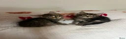 Mixed Breed cats for sale: Kittens in London - Advert 9