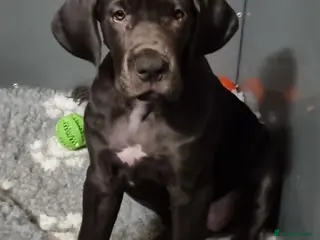 Great Dane dogs 2 Big girls. KC & HEALTH TESTED - Advert 4