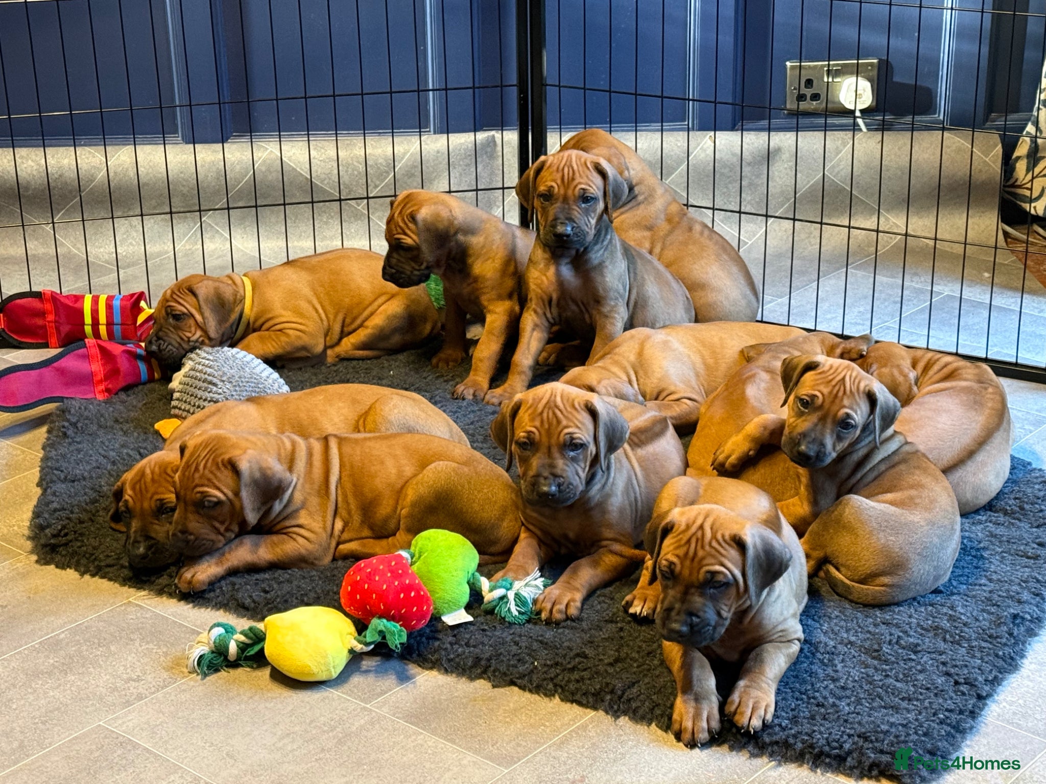 Rhodesian Ridgeback dogs 4th Generation, KC Registered, Exceptional Litter - Advert 2