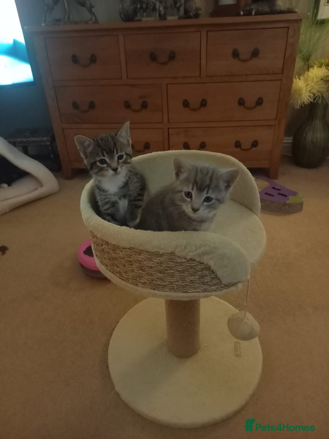 Mixed Breed cats for sale: 3 BEAUTIFUL KITTENS 😸 AVAILABLE  - Advert 14