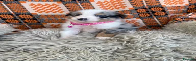 Australian Shepherd 5