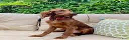 Irish Setter dogs for sale: One Boy available- KC Irish Setter Puppies - Advert 3