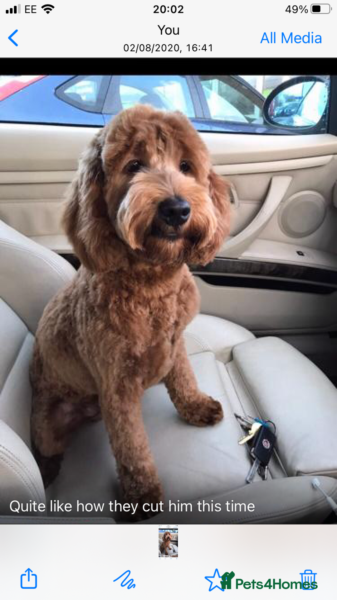 Cockapoo dogs for stud: STUD F1 Cockerpoo (5 Star 10/10} - Advert 11