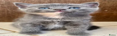 Ragdoll Kitten 2
