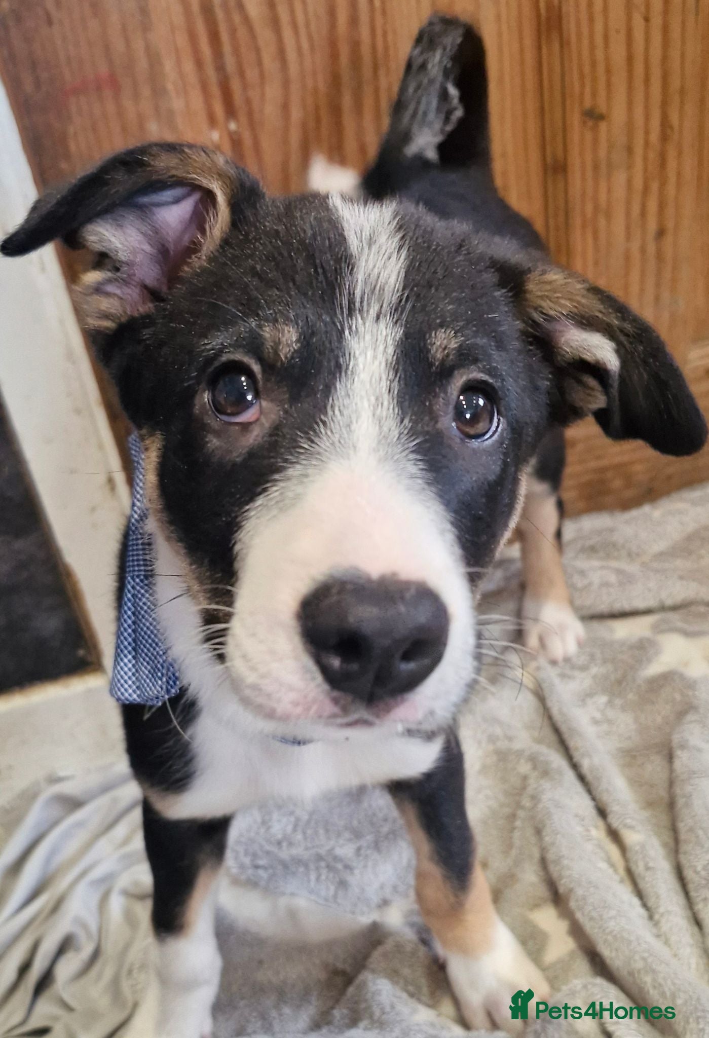 Border Collie dogs READY*Tri colour Girl & Boy* Ready - Advert 2